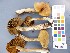  ( - O-F-22541)  @11 [ ] CreativeCommons - Attribution Non-Commercial Share-Alike (2017) Unspecified University of Oslo, Natural History Museum