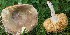  (Russula sp. JR01 - O-DFL-2033)  @11 [ ] Copyright (2015) Unspecified University of Oslo, Natural History Museum
