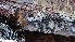  ( - TROM_F_26665)  @11 [ ] CreativeCommons - Attribution Non-Commercial Share-Alike (2018) Unspecified Tromsø University Museum