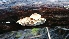  (Amylocorticiaceae - TROM_F_26667)  @11 [ ] CreativeCommons - Attribution Non-Commercial Share-Alike (2018) Unspecified Tromsø University Museum