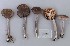 ( - O-F-304559)  @11 [ ] CreativeCommons - Attribution Non-Commercial Share-Alike (2017) Unspecified University of Oslo, Natural History Museum