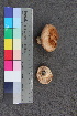  ( - TROM_F_26547)  @11 [ ] CreativeCommons - Attribution Non-Commercial Share-Alike (2018) Unspecified Tromsø University Museum
