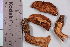  ( - TROM_F_5989)  @11 [ ] CreativeCommons - Attribution Non-Commercial Share-Alike (2018) Unspecified Tromsø University Museum