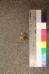  ( - TROM_F_26546)  @11 [ ] CreativeCommons - Attribution Non-Commercial Share-Alike (2018) Unspecified Tromsø University Museum