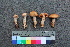  ( - TROM_F_26578)  @11 [ ] CreativeCommons - Attribution Non-Commercial Share-Alike (2018) Unspecified Tromsø University Museum