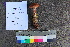  ( - TROM_F_26575)  @11 [ ] CreativeCommons - Attribution Non-Commercial Share-Alike (2018) Unspecified Tromsø University Museum