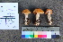  ( - TROM_F_26538)  @11 [ ] CreativeCommons - Attribution Non-Commercial Share-Alike (2018) Unspecified Tromsø University Museum