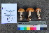  ( - TROM_F_26538)  @11 [ ] CreativeCommons - Attribution Non-Commercial Share-Alike (2018) Unspecified Tromsø University Museum