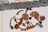  ( - TROM-F-16791)  @11 [ ] CreativeCommons - Attribution Non-Commercial Share-Alike (2018) Unspecified Tromsø University Museum