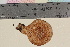  ( - TROM-F-16801)  @11 [ ] CreativeCommons - Attribution Non-Commercial Share-Alike (2018) Unspecified Tromsø University Museum