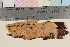  (Peniophora incarnata - TROM-F-16879)  @11 [ ] CreativeCommons - Attribution Non-Commercial Share-Alike (2018) Unspecified Tromsø University Museum