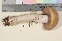  ( - TROM_F_17018)  @11 [ ] CreativeCommons - Attribution Non-Commercial Share-Alike (2016) Unspecified Tromsø University Museum