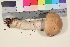  ( - TROM_F_17018)  @11 [ ] CreativeCommons - Attribution Non-Commercial Share-Alike (2016) Unspecified Tromsø University Museum