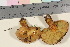  ( - TROM_F_17035)  @11 [ ] CreativeCommons - Attribution Non-Commercial Share-Alike (2016) Unspecified Tromsø University Museum