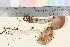  ( - TROM_F_17038)  @11 [ ] CreativeCommons - Attribution Non-Commercial Share-Alike (2016) Unspecified Tromsø University Museum