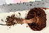  ( - TROM_F_17039)  @11 [ ] CreativeCommons - Attribution Non-Commercial Share-Alike (2016) Unspecified Tromsø University Museum
