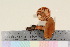  ( - TROM_F_17065)  @11 [ ] CreativeCommons - Attribution Non-Commercial Share-Alike (2016) Unspecified Tromsø University Museum