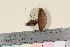  (Lentinus - TROM_F_17072)  @11 [ ] CreativeCommons - Attribution Non-Commercial Share-Alike (2016) Unspecified Tromsø University Museum