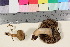  ( - TROM_F_17078)  @11 [ ] CreativeCommons - Attribution Non-Commercial Share-Alike (2016) Unspecified Tromsø University Museum