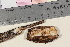  ( - TROM_F_17091)  @11 [ ] CreativeCommons - Attribution Non-Commercial Share-Alike (2025) Unspecified Tromsø University Museum
