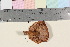  (Lactarius cf. aurantiacus - TROM_F_17108)  @11 [ ] CreativeCommons - Attribution Non-Commercial Share-Alike (2016) Unspecified Tromsø University Museum