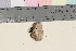  ( - TROM_F_17120)  @11 [ ] CreativeCommons - Attribution Non-Commercial Share-Alike (2016) Unspecified Tromsø University Museum