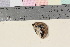 ( - TROM_F_17120)  @11 [ ] CreativeCommons - Attribution Non-Commercial Share-Alike (2016) Unspecified Tromsø University Museum