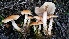  ( - TROM_F_17158)  @11 [ ] CreativeCommons - Attribution Non-Commercial Share-Alike (2017) Unspecified Tromsø University Museum