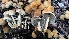  ( - TROM_F_17233)  @11 [ ] CreativeCommons - Attribution Non-Commercial Share-Alike (2017) Unspecified Tromsø University Museum
