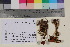  ( - TROM_F_17249)  @11 [ ] CreativeCommons - Attribution Non-Commercial Share-Alike (2017) Unspecified Tromsø University Museum