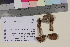  ( - TROM_F_17259)  @11 [ ] CreativeCommons - Attribution Non-Commercial Share-Alike (2017) Unspecified Tromsø University Museum