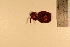  ( - TROM_F_17307)  @11 [ ] CreativeCommons - Attribution Non-Commercial Share-Alike (2017) Unspecified Tromsø University Museum