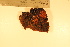  ( - TROM_F_17315)  @11 [ ] CreativeCommons - Attribution Non-Commercial Share-Alike (2017) Unspecified Tromsø University Museum