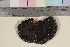  (Phellinus nigricans - TROM-F-18550)  @11 [ ] CreativeCommons - Attribution Non-Commercial Share-Alike (2018) Unspecified Tromsø University Museum
