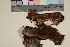  (Phellinus lundellii - TROM-F-20238)  @11 [ ] CreativeCommons - Attribution Non-Commercial Share-Alike (2018) Unspecified Tromsø University Museum