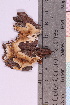  (Phlebia albomellea - 20325-32)  @11 [ ] CreativeCommons - Attribution Non-Commercial Share-Alike (2018) Unspecified Tromsø University Museum