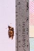  (Phlebia nitidula - 20325-36)  @11 [ ] CreativeCommons - Attribution Non-Commercial Share-Alike (2018) Unspecified Tromsø University Museum