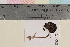  (Arrhenia philonotis - TROM-F-21463)  @11 [ ] CreativeCommons - Attribution Non-Commercial Share-Alike (2018) Unspecified Tromsø University Museum