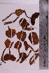  ( - TROM_F_22752)  @11 [ ] CreativeCommons - Attribution Non-Commercial Share-Alike (2018) Unspecified Tromsø University Museum