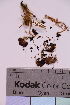  (Arrhenia lobata - TROM_F_23614)  @11 [ ] CreativeCommons - Attribution Non-Commercial Share-Alike (2019) Unspecified Tromsø University Museum