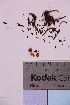  (Rhizomarasmius - TROM_F_24326)  @11 [ ] CreativeCommons - Attribution Non-Commercial Share-Alike (2019) Unspecified Tromsø University Museum