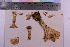  ( - TROM_F_25464)  @11 [ ] CreativeCommons - Attribution Non-Commercial Share-Alike (2018) Unspecified Tromsø University Museum