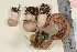  ( - TROM_F_26188)  @11 [ ] CreativeCommons - Attribution Non-Commercial Share-Alike (2016) Unspecified Tromsø University Museum