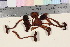  ( - TROM_F_26211)  @11 [ ] CreativeCommons - Attribution Non-Commercial Share-Alike (2016) Unspecified Tromsø University Museum
