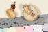  ( - TROM_F_26219)  @11 [ ] CreativeCommons - Attribution Non-Commercial Share-Alike (2016) Unspecified Tromsø University Museum