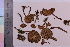  ( - TROM_F_2822)  @11 [ ] CreativeCommons - Attribution Non-Commercial Share-Alike (2018) Unspecified Tromsø University Museum