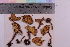  (Bonomyces sinopicus - TROM_F_30009)  @11 [ ] CreativeCommons - Attribution Non-Commercial Share-Alike (2018) Unspecified Tromsø University Museum