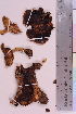  (Lactarius salmonicolor - TROM_F_32449)  @11 [ ] CreativeCommons - Attribution Non-Commercial Share-Alike (2019) Unspecified Tromsø University Museum