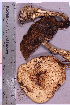  ( - TROM_F_32776)  @11 [ ] CreativeCommons - Attribution Non-Commercial Share-Alike (2019) Unspecified Tromsø University Museum