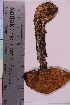  ( - TROM_F_32981)  @11 [ ] CreativeCommons - Attribution Non-Commercial Share-Alike (2019) Unspecified Tromsø University Museum